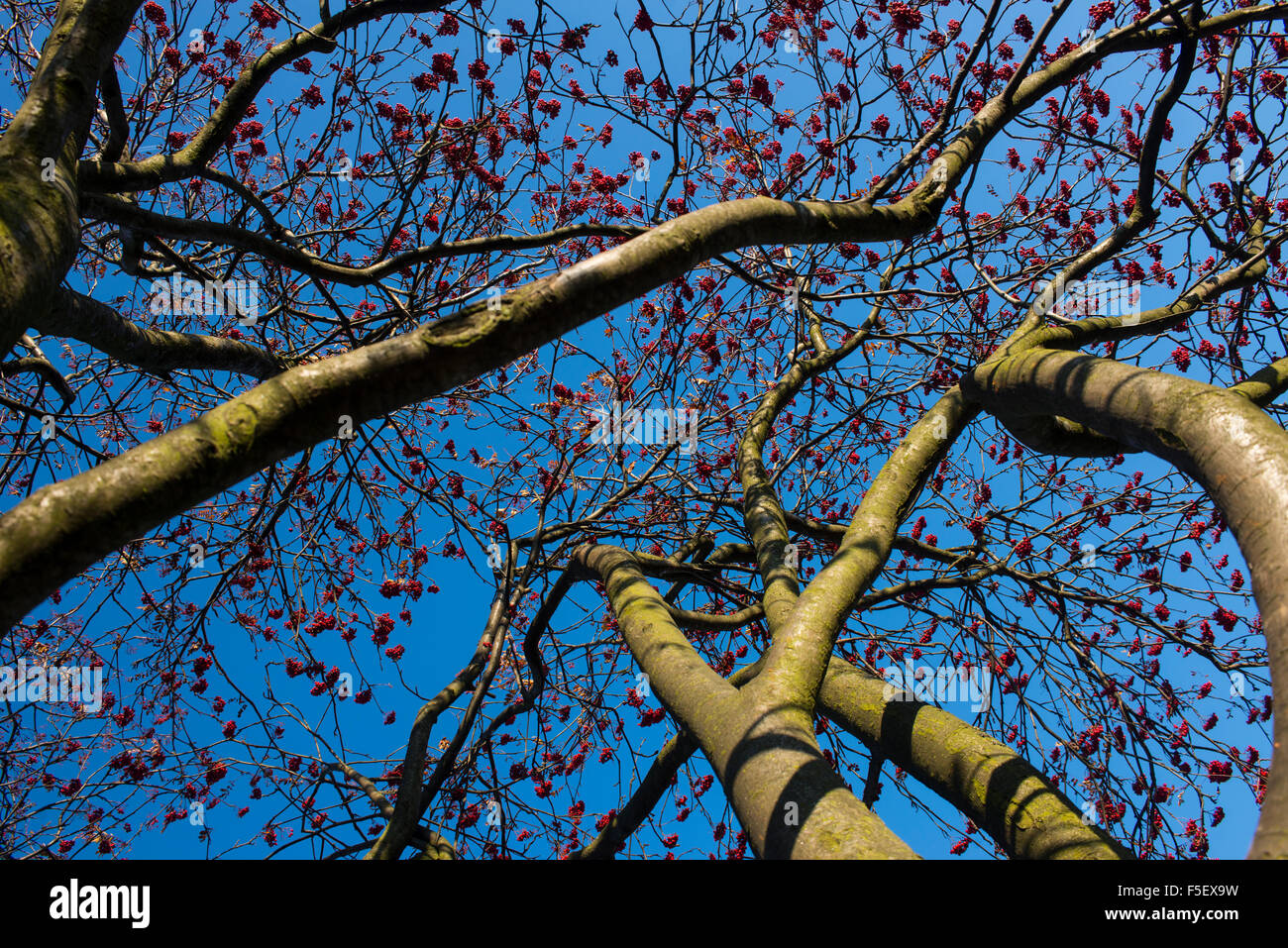 Sorbus, Vogelbeeren auf dem Baum (im Freien) Stockfoto