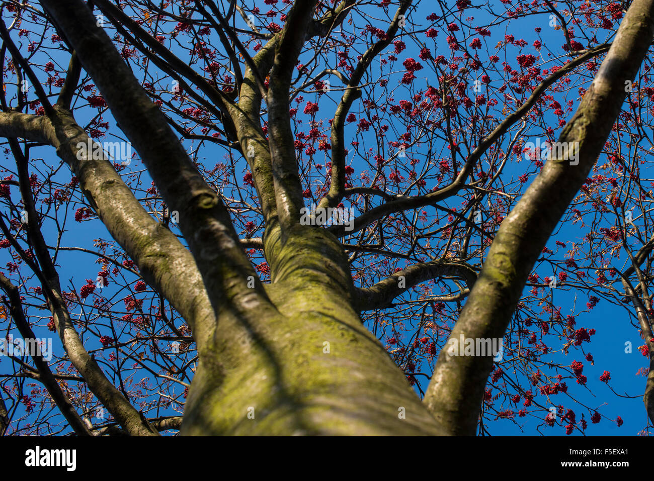 Sorbus, Vogelbeeren auf dem Baum (im Freien) Stockfoto