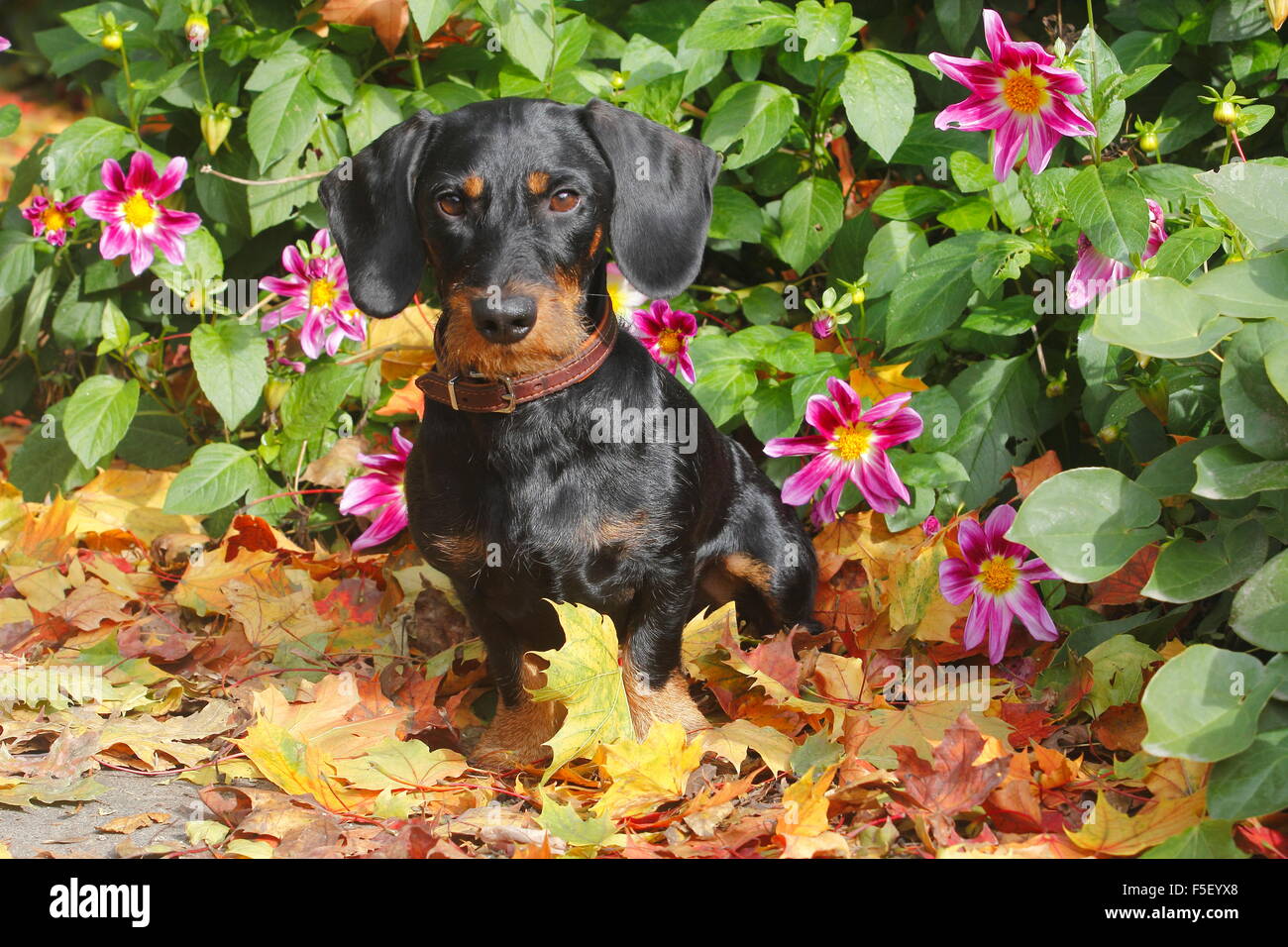 Dackel, schwarz und rotbraun, sitzen im Herbstlaub mit Dahlien, North Rhine-Westphalia, Deutschland Stockfoto