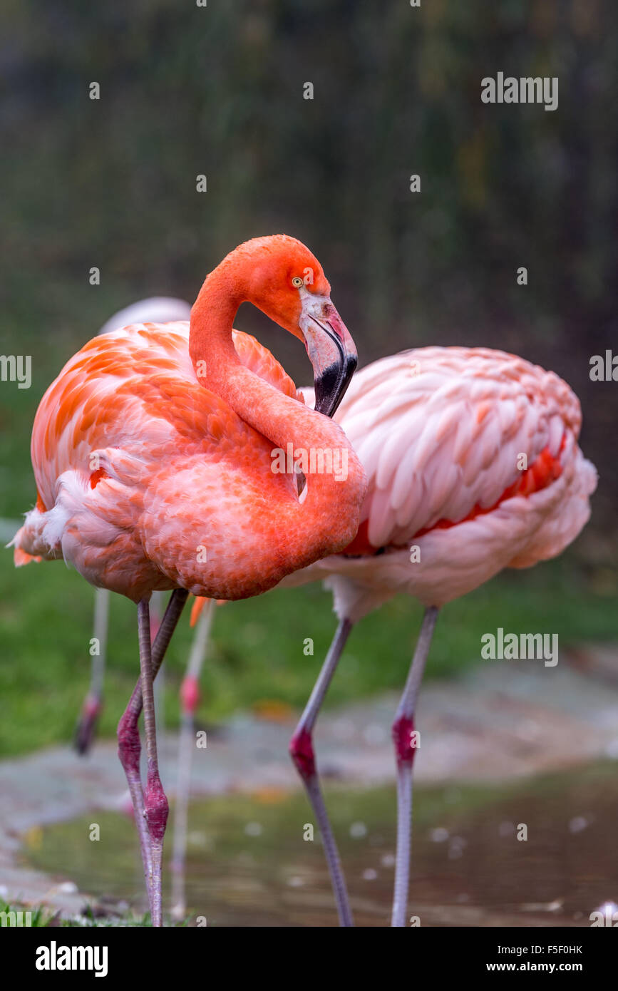 Chilenische Flamingo bei Dudley Zoo West Midlands UK Stockfoto