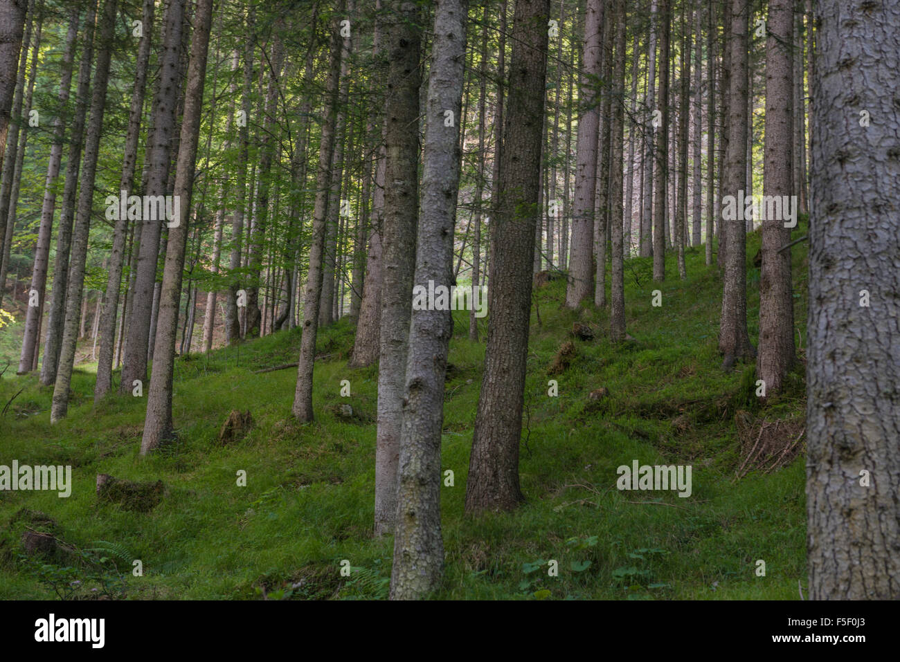 Österreichische grüne bemoostes Holz mit weißen Birken bergauf Stockfoto