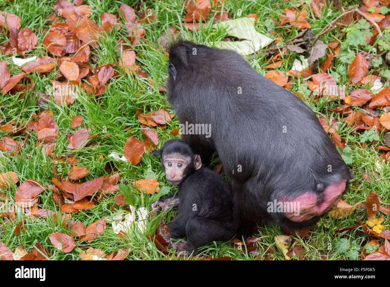 Eine weibliche Sulawesi crested Macaque mit ihrem Baby bei Dudley Zoo West Midlands UK Stockfoto