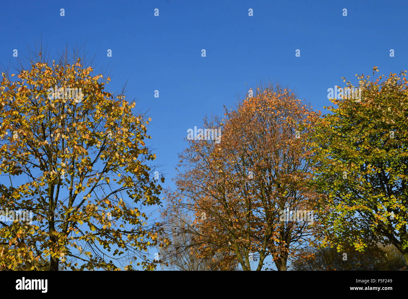 Die Blätter im Herbst an einem Baum auf einem blauen Hintergrund des Himmels Stockfoto