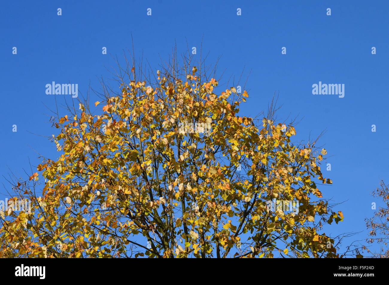 Die Blätter im Herbst an einem Baum auf einem blauen Hintergrund des Himmels Stockfoto