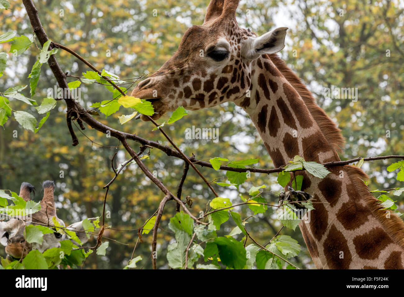 Eine Giraffe Essen fährt um Dudley Zoo West Midlands UK Stockfoto