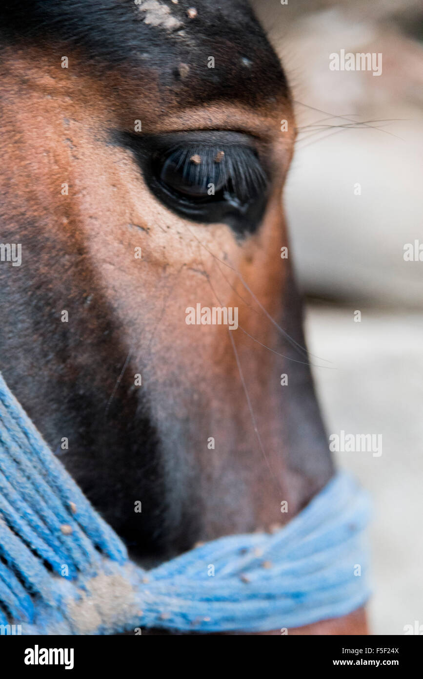 Schöne indische Pferd oder Khachar Portrait mit Tier Pferd Auge Closeup. Stockfoto
