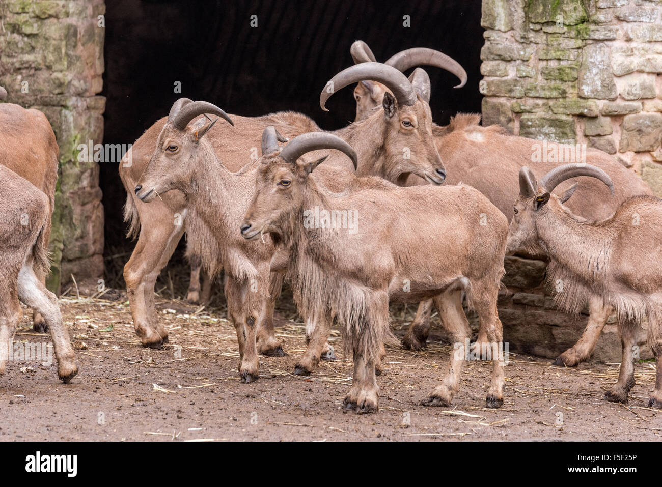 Mähnenspringer bei Dudley Zoo West Midlands UK Stockfoto