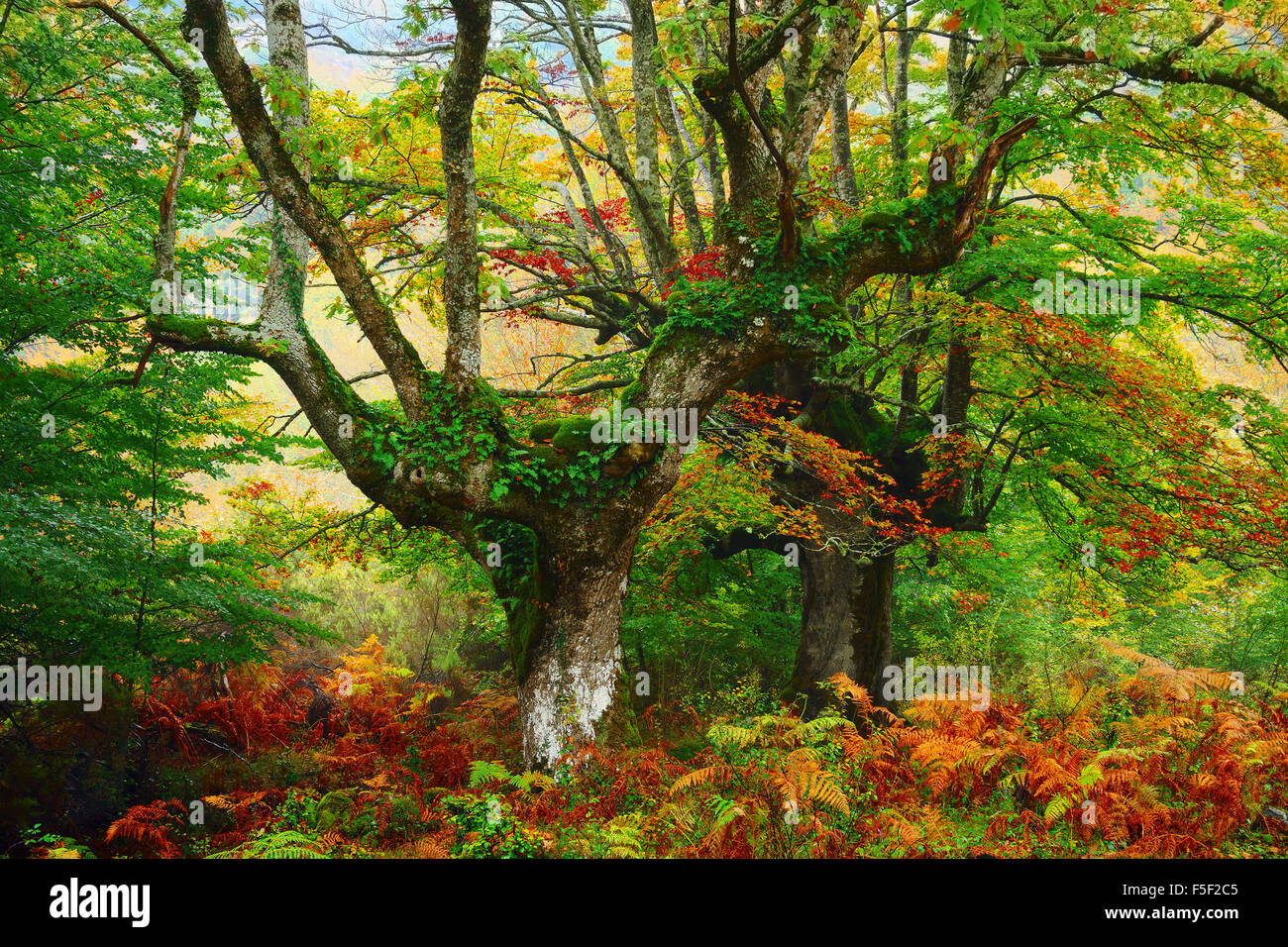 bunten Wald mit zwei Bäumen im Oktober Stockfoto