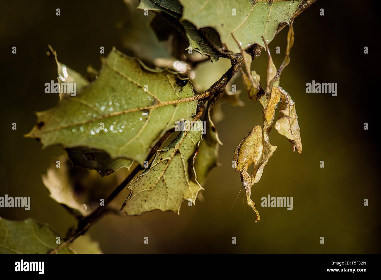 Ein Ghost Mantis hängen in der Nähe eines Blattes für camouflage Stockfoto