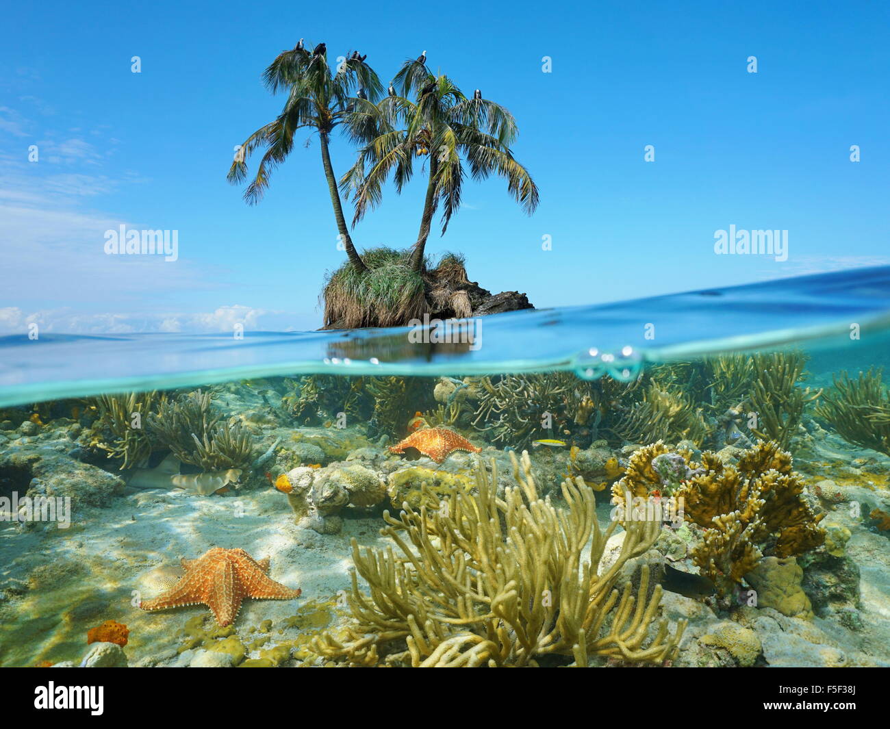 Zwei Kokospalmen mit Seevögeln auf einem Inselchen und Split von Wasserlinie, Korallen mit Seestern Unterwasser, Karibik Stockfoto