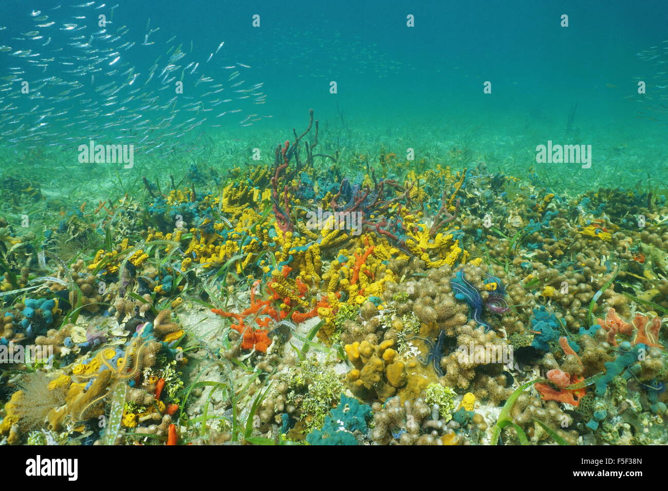 Farbenfrohe Unterwasserwelt unter Wasser auf dem Meeresboden vor allem Schwämme, Karibik, Panama Stockfoto