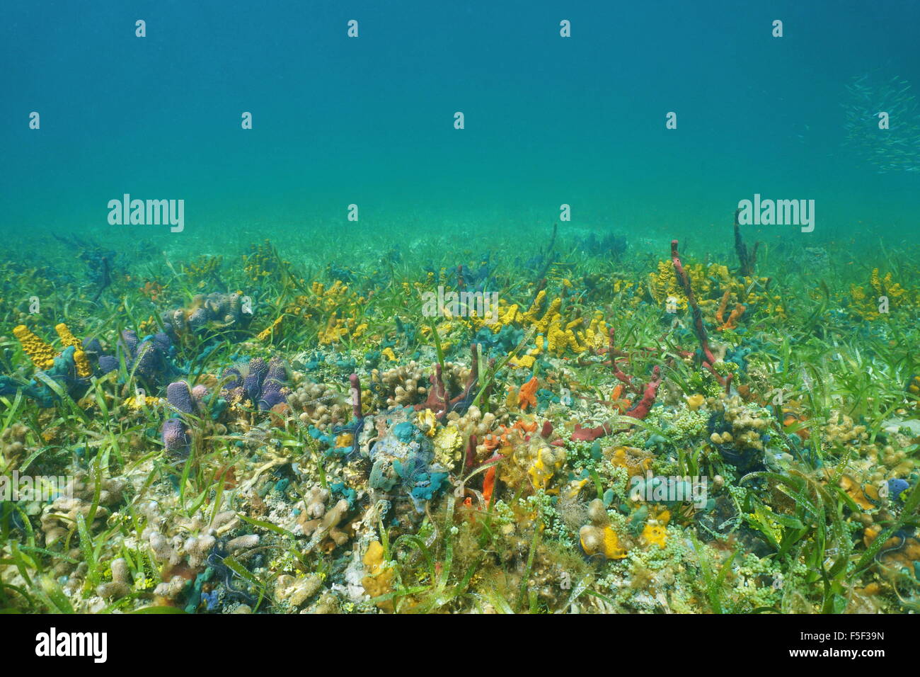 Unterwasser auf einem Meeresboden mit Korallen und bunten Schwämmen, Karibik, Panama Stockfoto