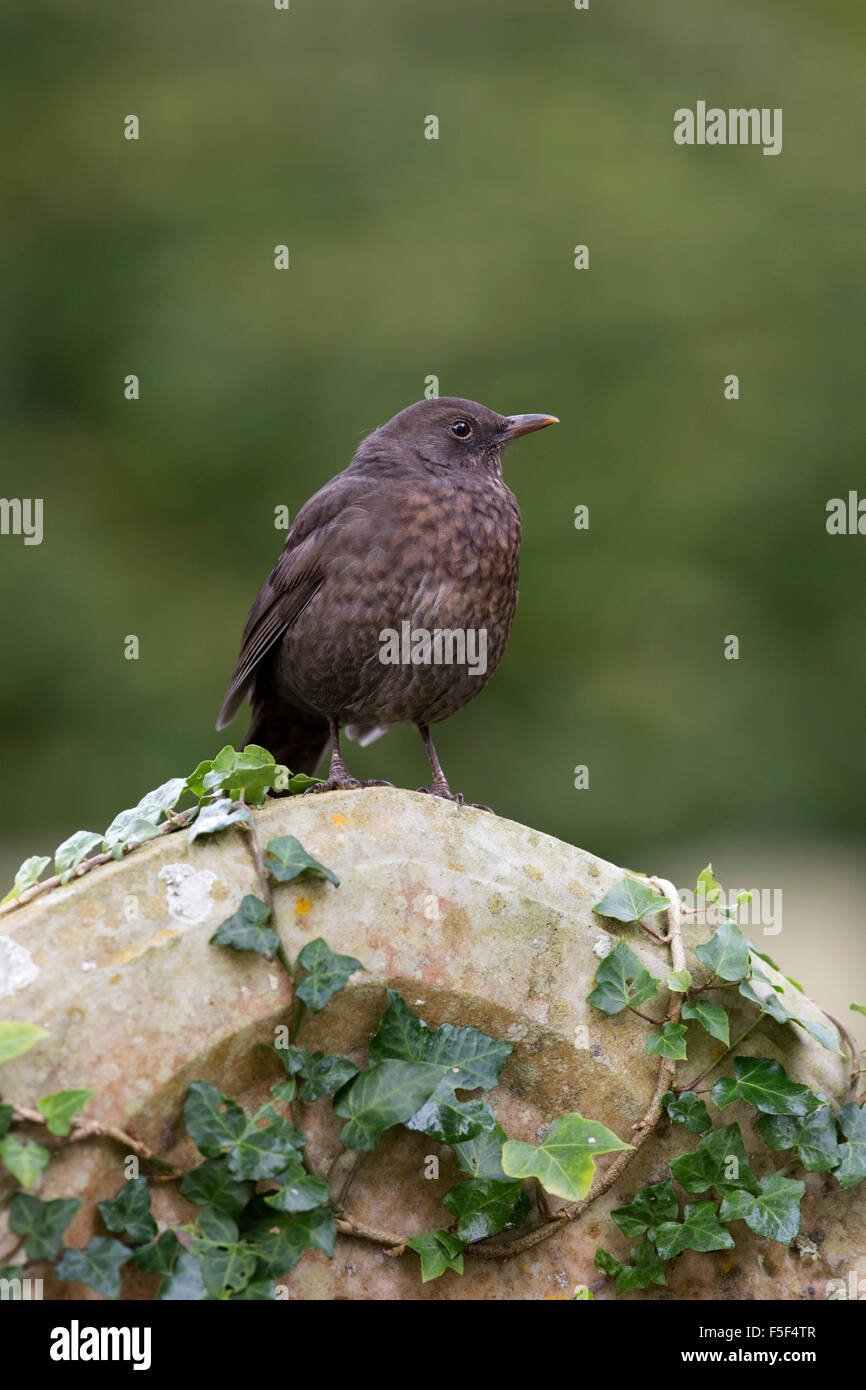 Amsel; Turdus Merula Single auf Grabstein; Isles of Scilly; UK Stockfoto