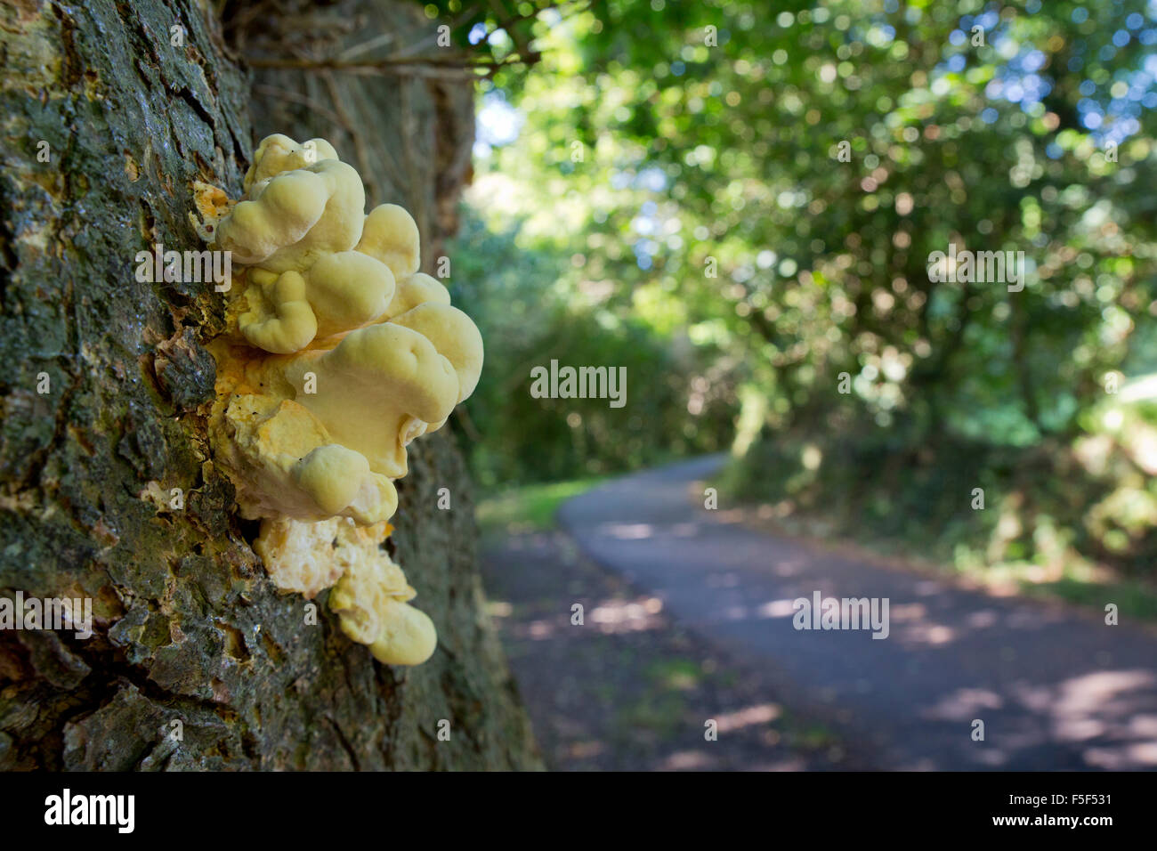 Huhn des Waldes; Laetiporus Sulphureus Cornwall; UK Stockfoto