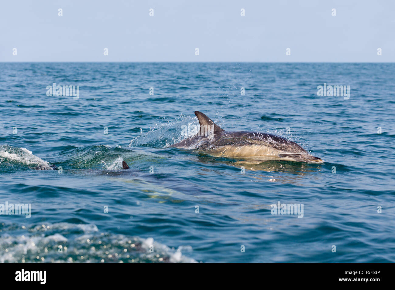 Gemeiner Delfin; Delphinus Delphis zwei; UK Stockfoto