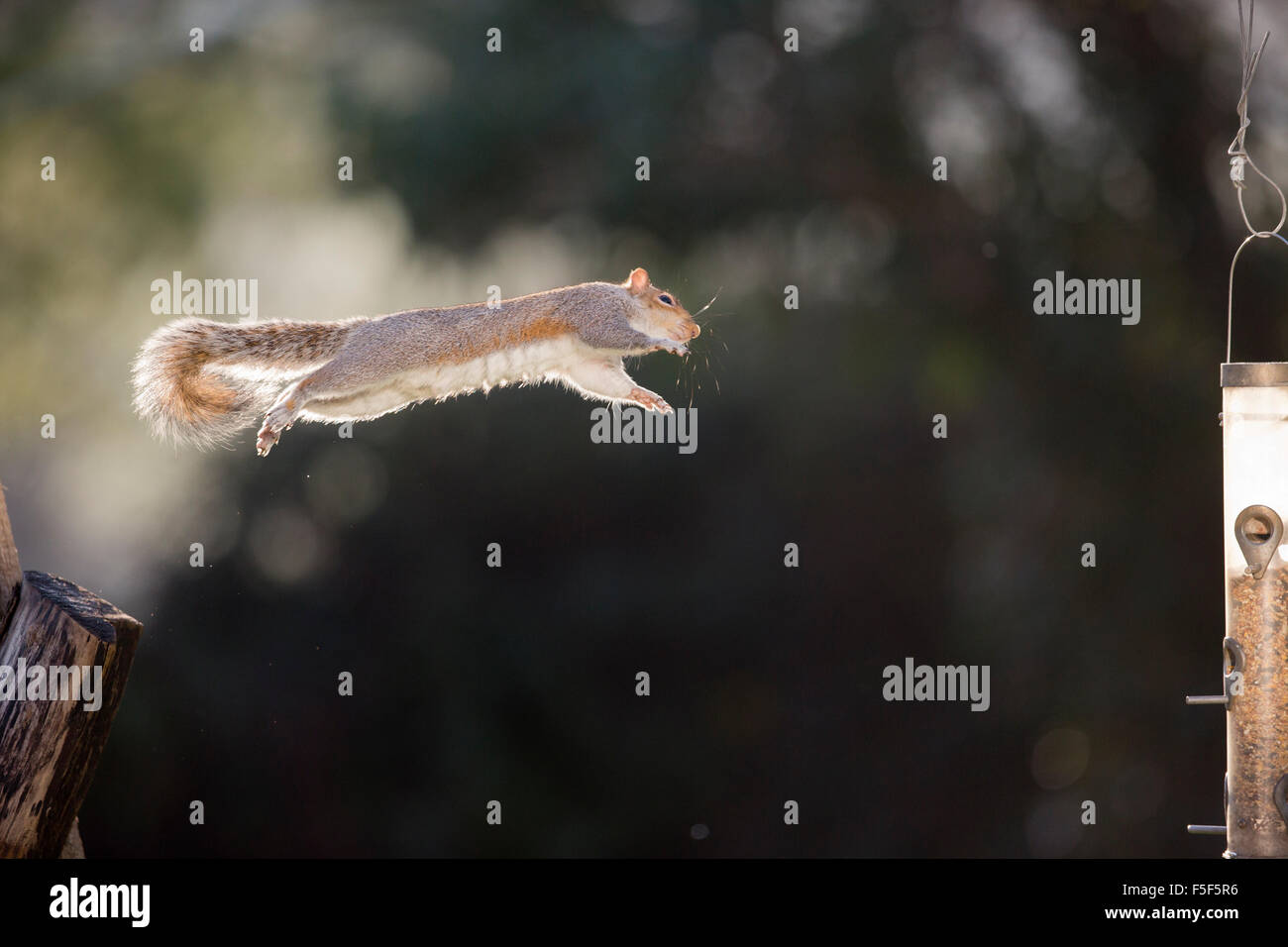 Grauhörnchen; Sciurus Carolinensis einzelne springen zu Feeder; Cornwall; UK Stockfoto