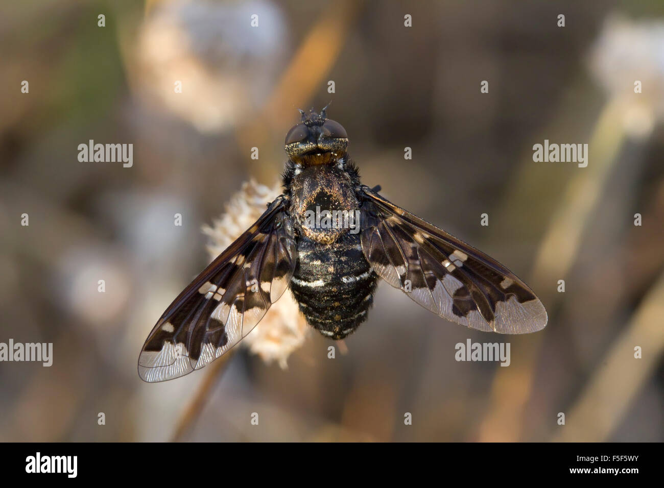 Makro von sp. Exoprosopa jaccus geführt oder Bee fliegen oder silberne Biene-fly ruht auf einer Blume Stockfoto
