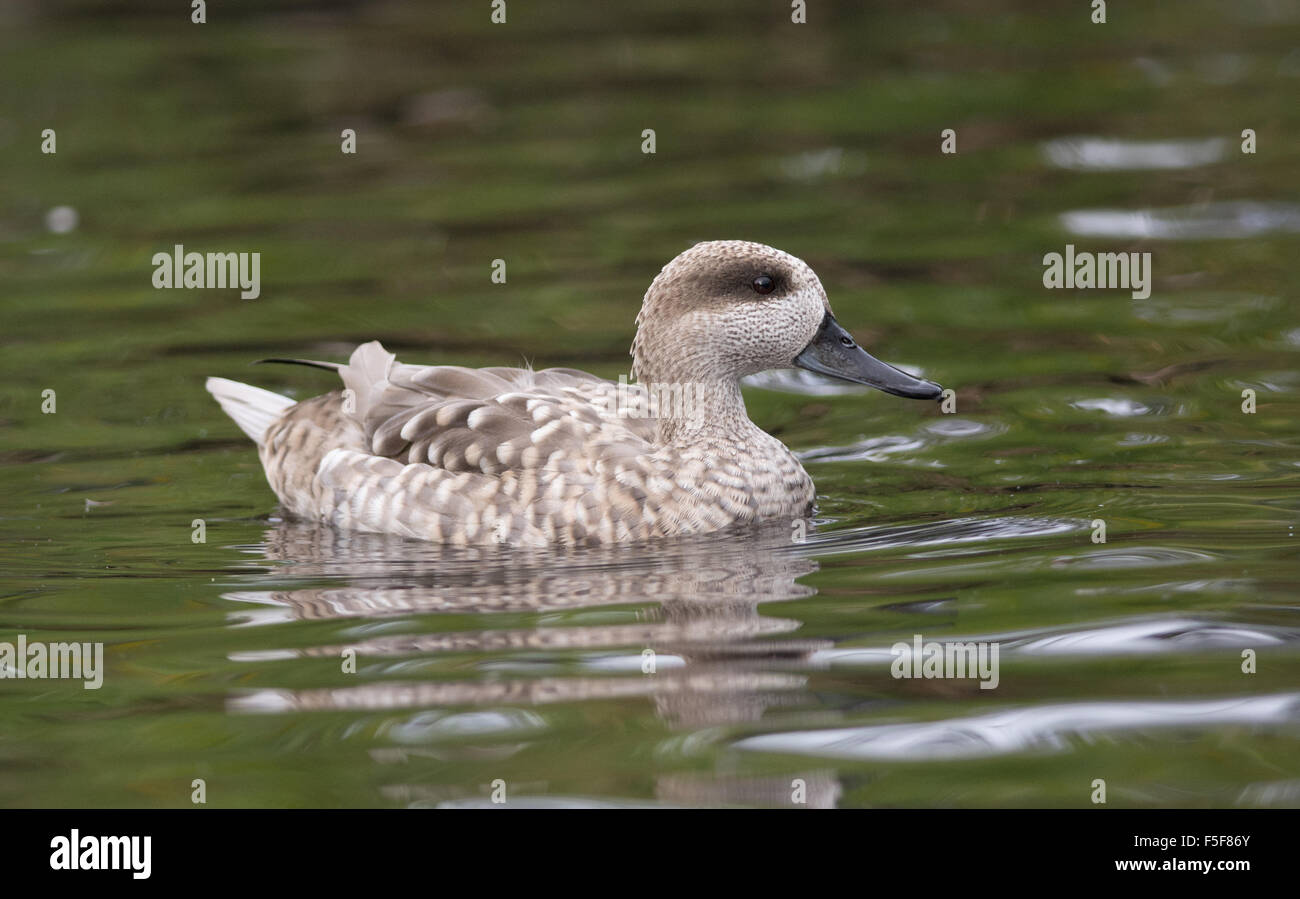 Marmoriert Ente / Petrol (Marmaronetta Angustirostris), Vereinigtes Königreich Stockfoto