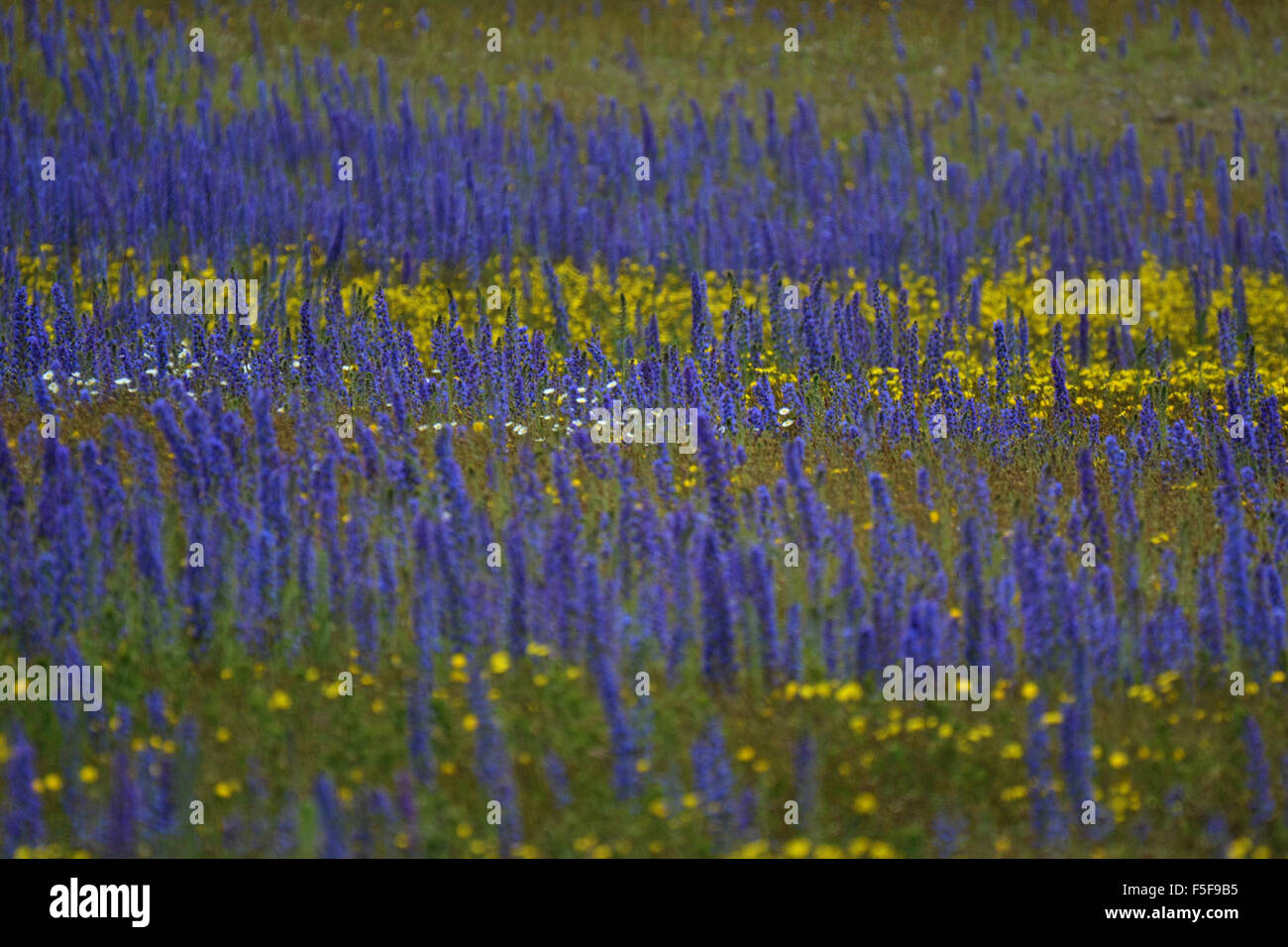 Wilden gelben Blumen und blühenden Lupinen Lupinus Polyphyllus, an der Kura Tawhiti Conservation Area, New Zealand Stockfoto