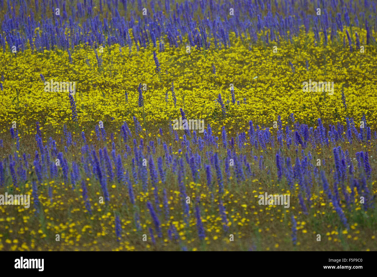 Wilden gelben Blumen und blühenden Lupinen Lupinus Polyphyllus, an der Kura Tawhiti Conservation Area, New Zealand Stockfoto