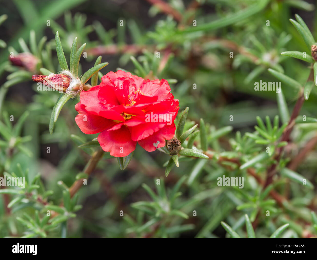 Roter Rahmen Blume im Garten. Stockfoto