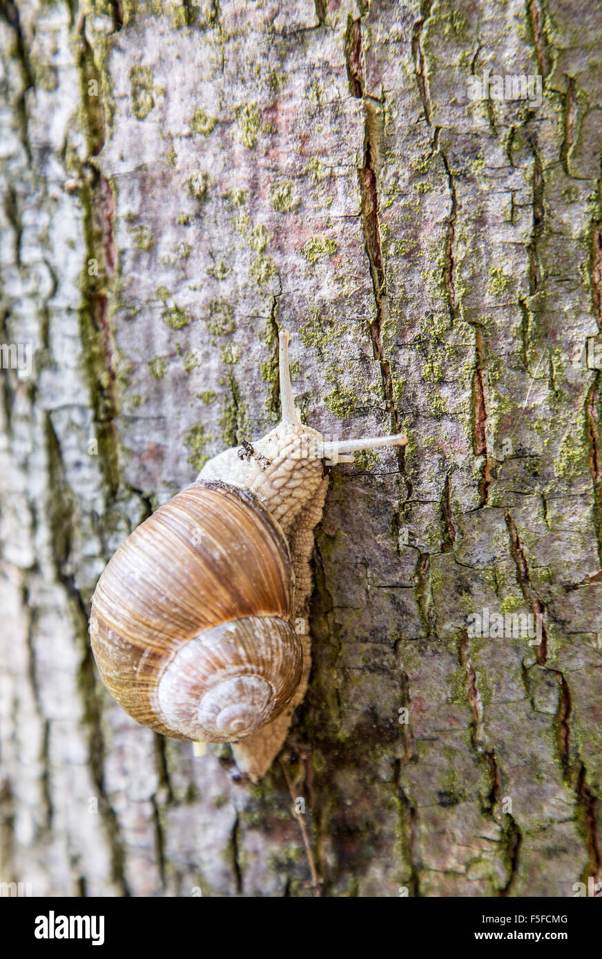 Die Schnecke kroch den Baum. Makro-Shooting. Stockfoto