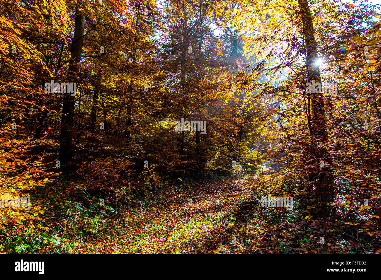 Wald in Herbstfarben, Herbst Bäume, Laub, in der Nähe von Boppard, Rheintal, Deutschland Stockfoto