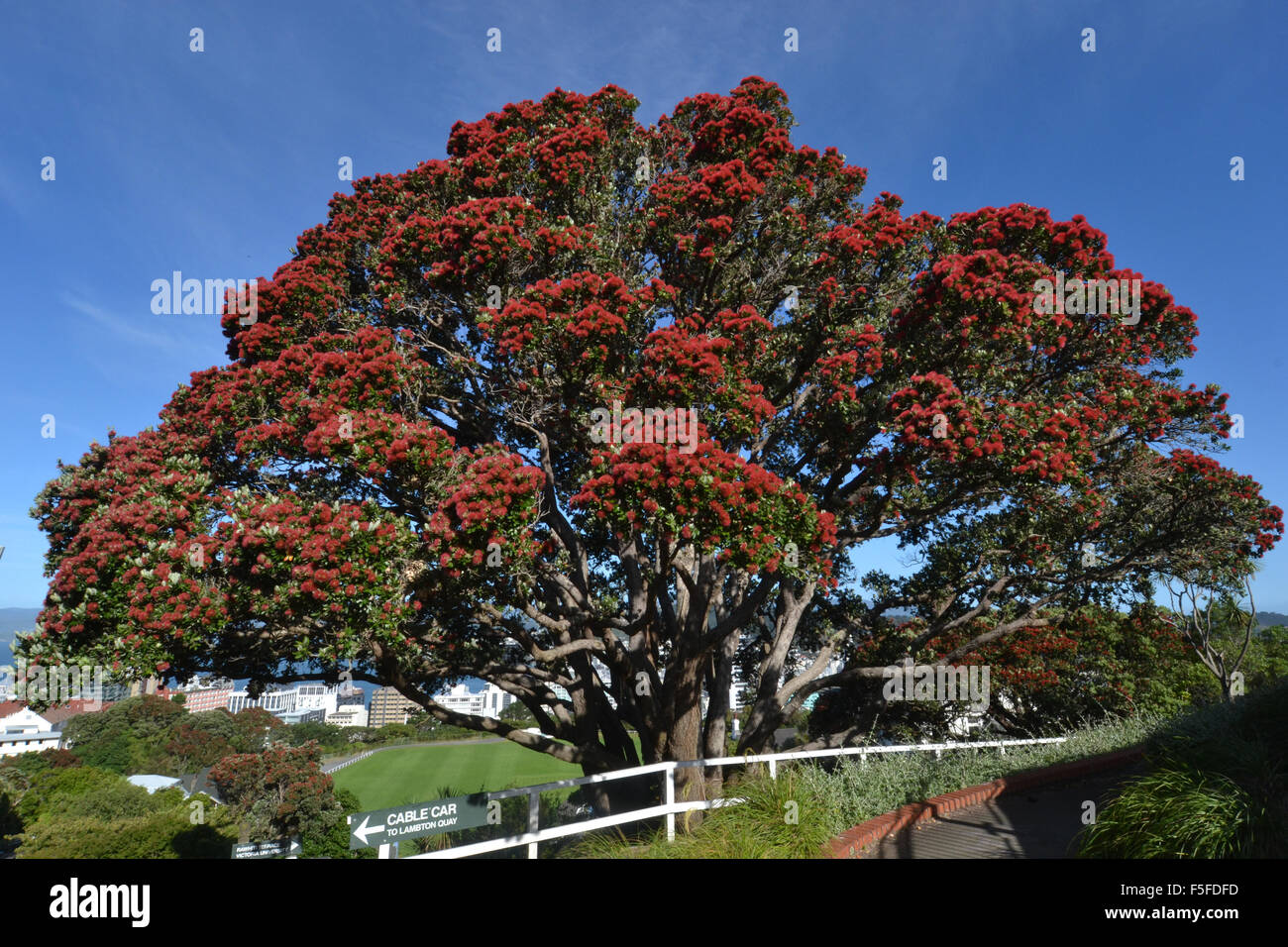Pohutukawa Baum oder Neuseeland Weihnachtsbaum, Metrosideros Excelsa, blühend, endemisch, Wellington Botanic Garden, Neuseeland Stockfoto