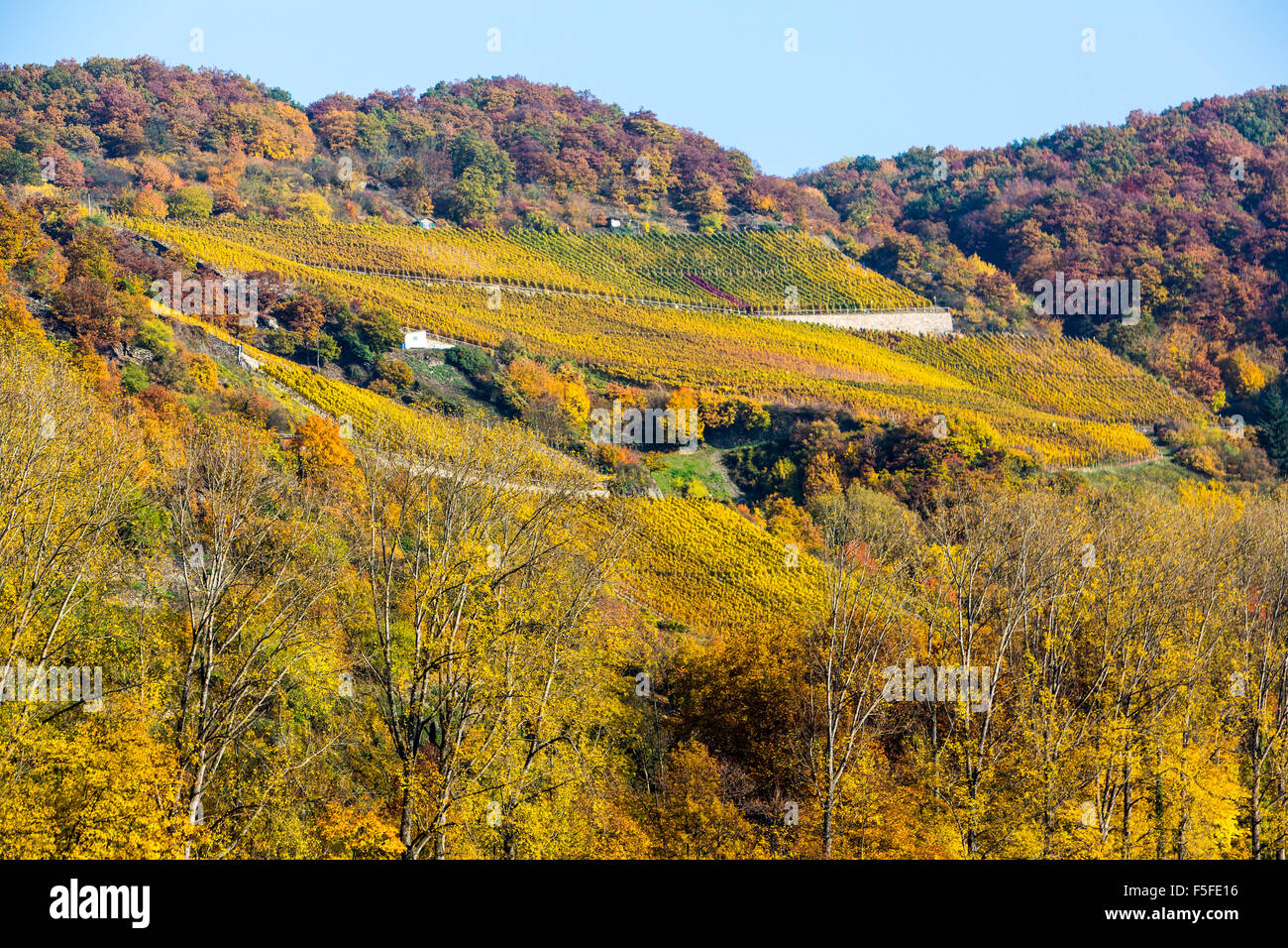 Weinberge im Herbst, Herbst, obere Mittelrheintal, Deutschland Stockfoto
