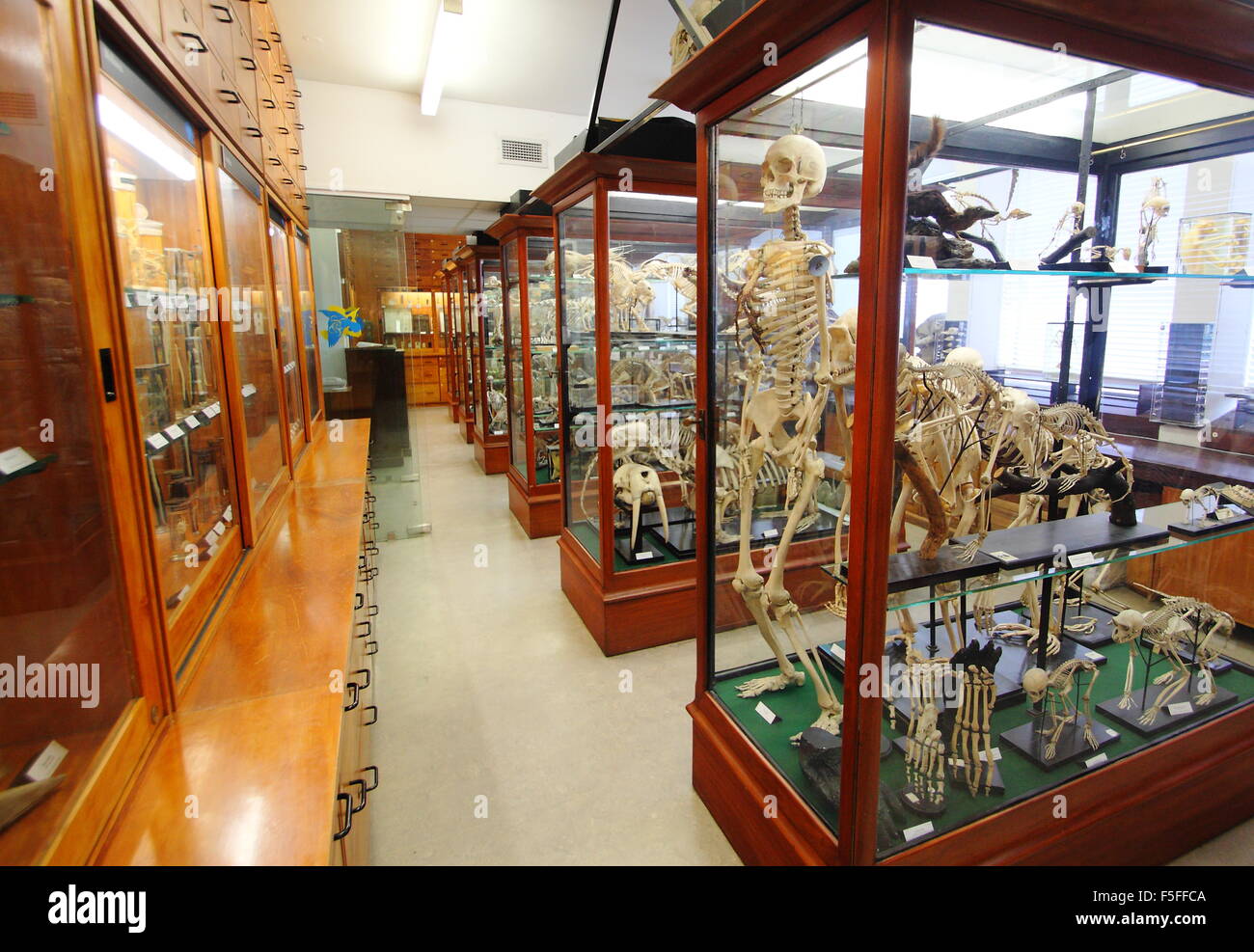 Erhaltene zoologische Exemplare auf dem Display in Vitrinen im Inneren des Alfred-Denny-Museums an der Universität von Sheffield, UK Stockfoto