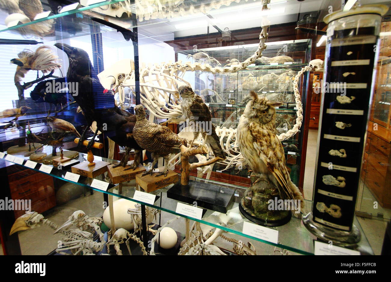 Erhaltene zoologische Exemplare auf dem Display in Vitrinen im Inneren des Alfred-Denny-Museums an der Universität von Sheffield, UK Stockfoto