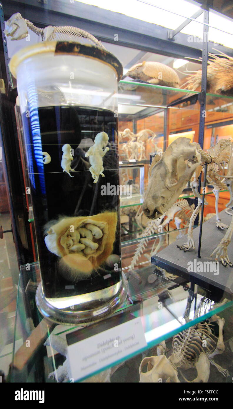 Erhaltene zoologische Exemplare auf dem Display in einem Glas Schrank in Alfred Denny Museum, University of Sheffield Yorkshire UK Stockfoto