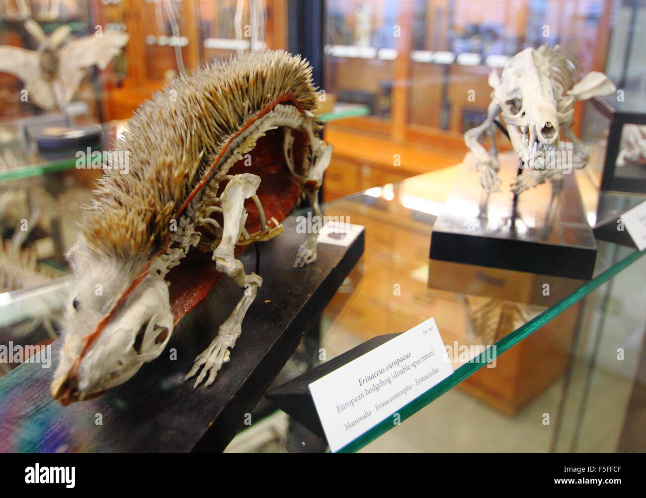 Zoologische Exemplare auf dem Display in der Alfred-Denny-Museum an der Universität von Sheffield, Yorkshire England UK EU Stockfoto
