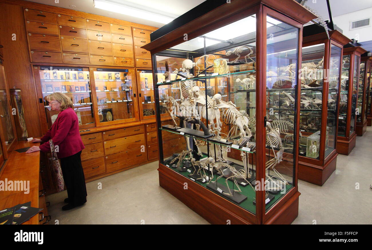 Besucher durchgehen zoologische Exemplare auf dem Display in der Alfred Denny Museum, Universität von Sheffield, Yorkshire England UK EU Stockfoto
