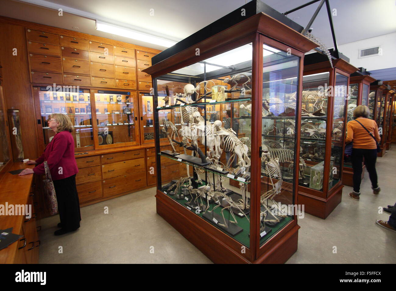 Besucher durchgehen zoologische Exemplare auf dem Display in Alfred Denny Museum, Universität von Sheffield, Yorkshire England UK Stockfoto