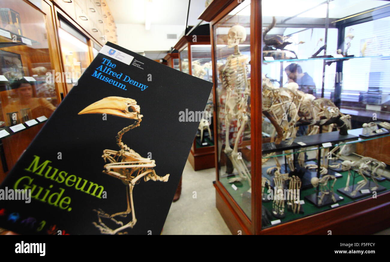 Vitrinen anzeigen zoologische Exemplare im Alfred Denny Zoologischen Museum an der University of Sheffield Yorkshire UK Stockfoto