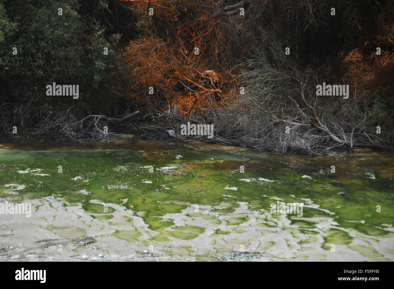 Mineralvorkommen und getrockneten Vegetation an Waiotapu Thermal Wonderland, Rotorua, Nordinsel, Neuseeland Stockfoto