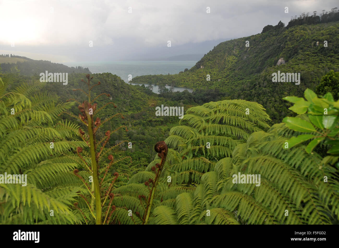 Farn-Bäume in der Nähe von Lake Tarawera, Nordinsel, Neuseeland Stockfoto