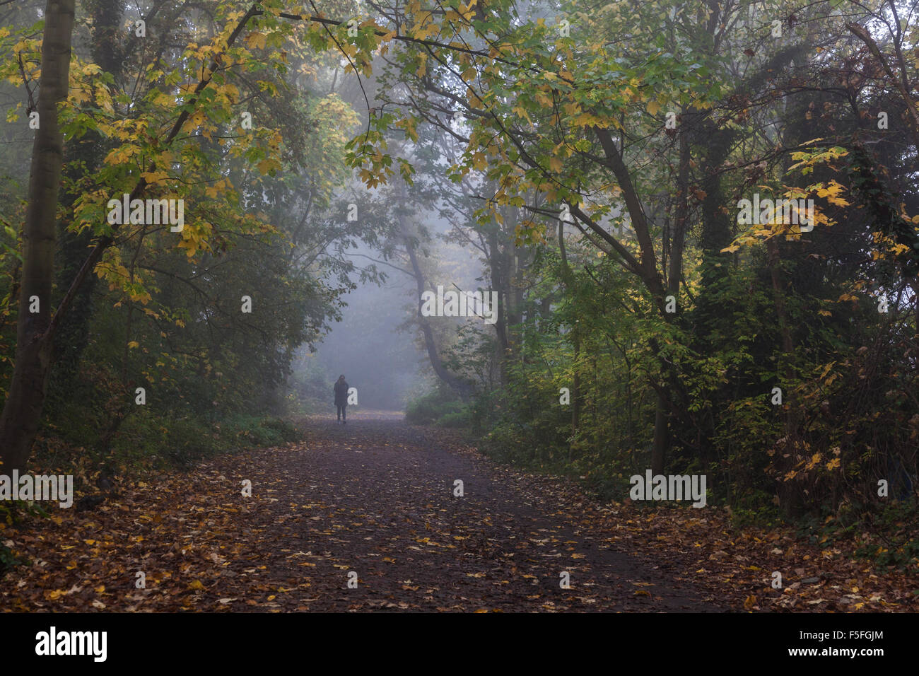 Parkland gehen in Highgate an einem nebligen Morgen, London, UK Stockfoto