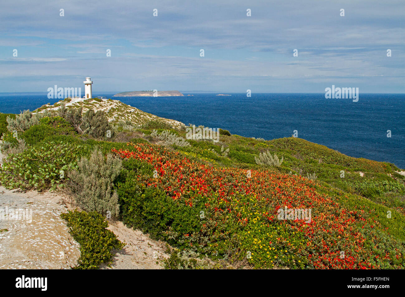 Leuchtturm von Cape Spencer über windgepeitschten Vegetation & Wildblumen inkl. rote Templetonia Retusa vom blauen Ozean im Yorke Peninsula Stockfoto