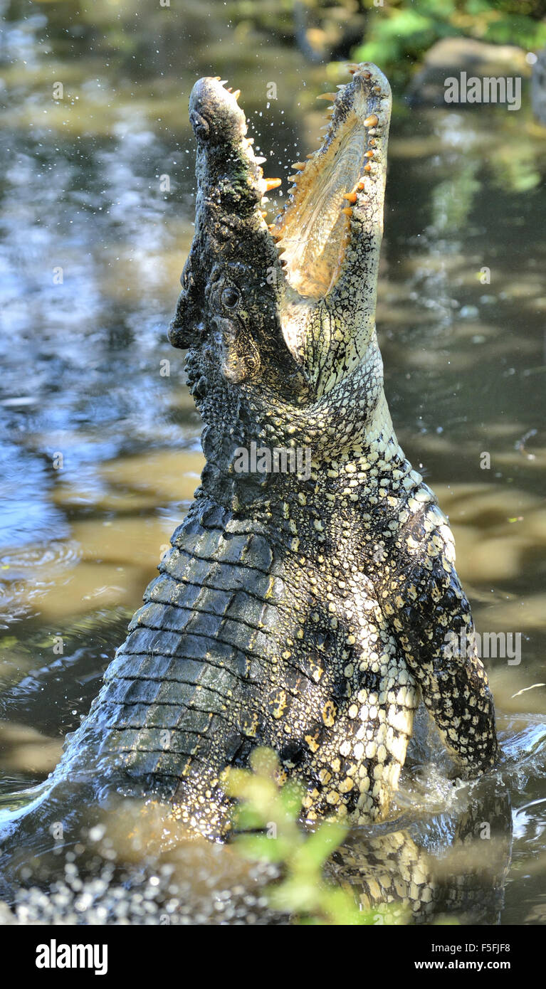 Angriff Krokodil Stockfoto