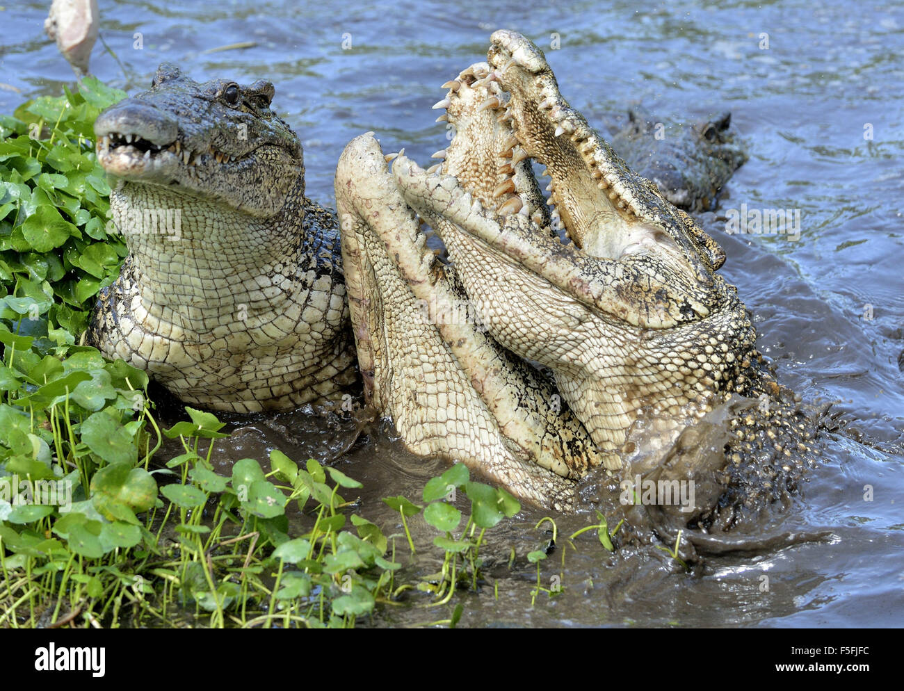 Krokodil anzugreifen. Kubanische Krokodil (Crocodylus Rhombifer). Das kubanische Krokodil springt aus dem Wasser. Kuba. Stockfoto