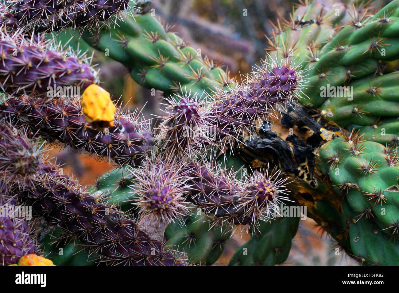 Bunte Kaktus gesehen wächst in Sedona, Arizona im Herbst Stockfoto