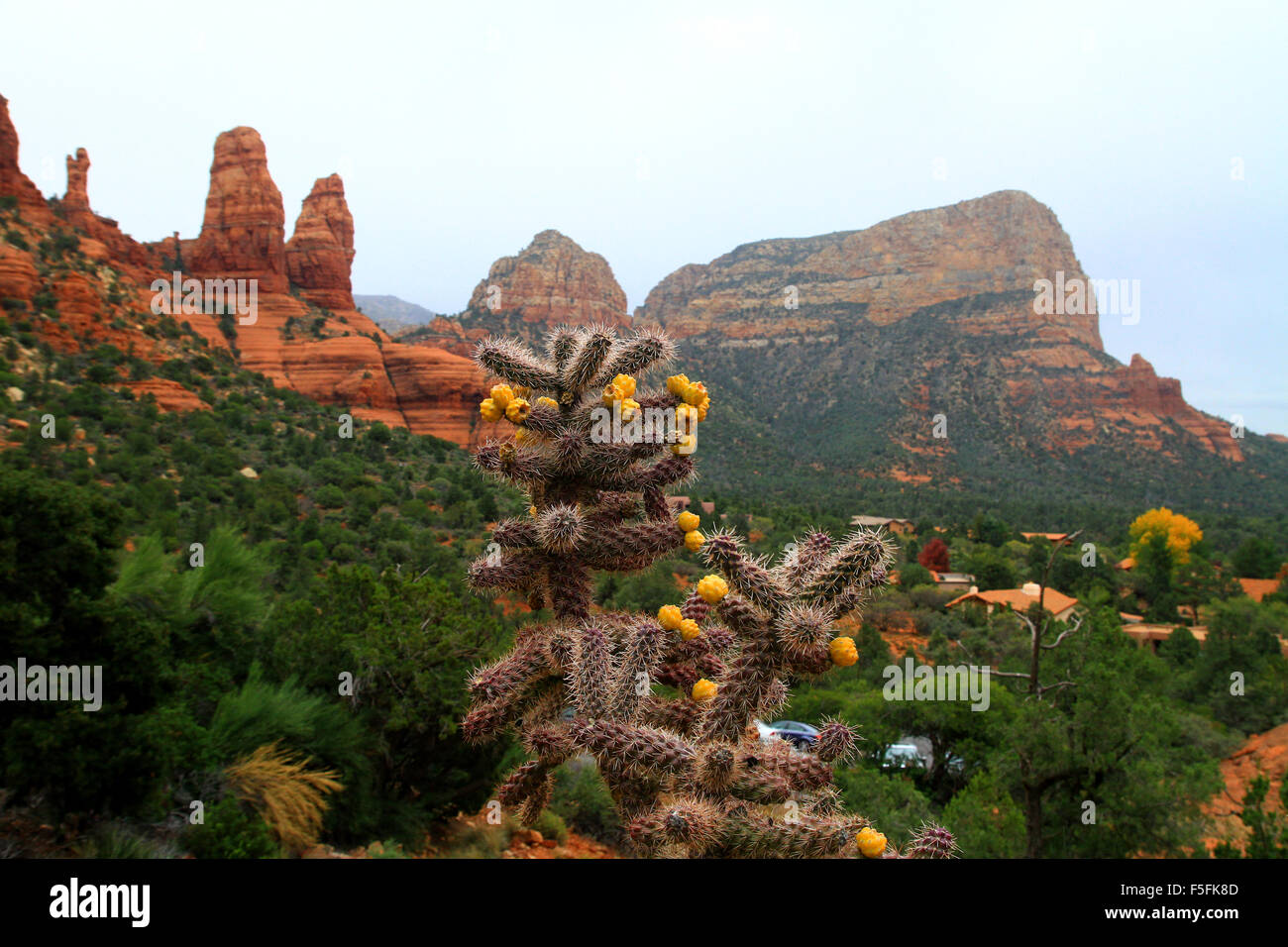 Schöne natürliche Sandstein Felsformationen in Sedona, Arizona mit einem blühenden Wüste Kaktus im Vordergrund Stockfoto