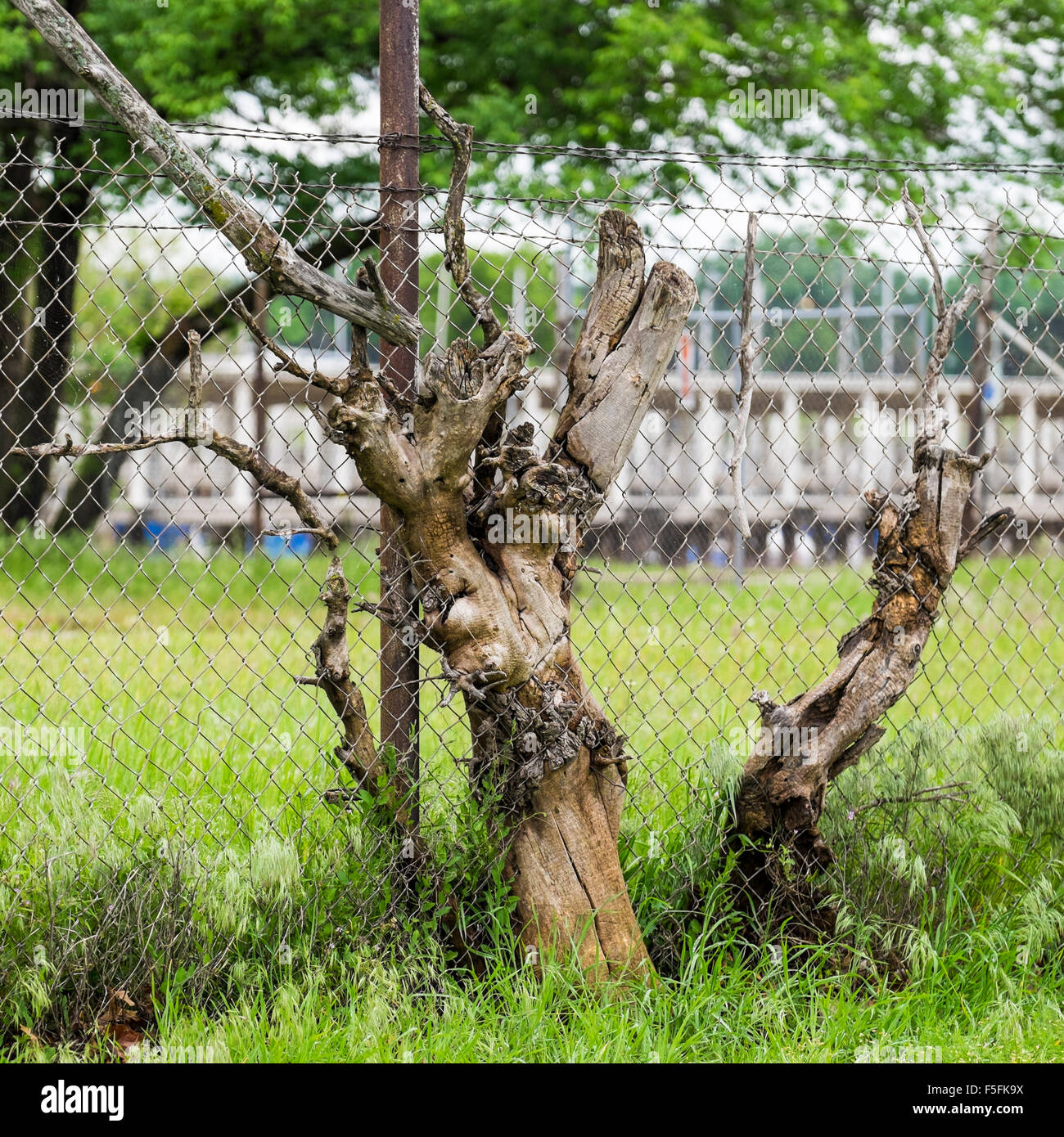 Eine alte toter Baum, der durch einen Maschendrahtzaun in Oklahoma City, Oklahoma, USA gewachsen ist. Stockfoto