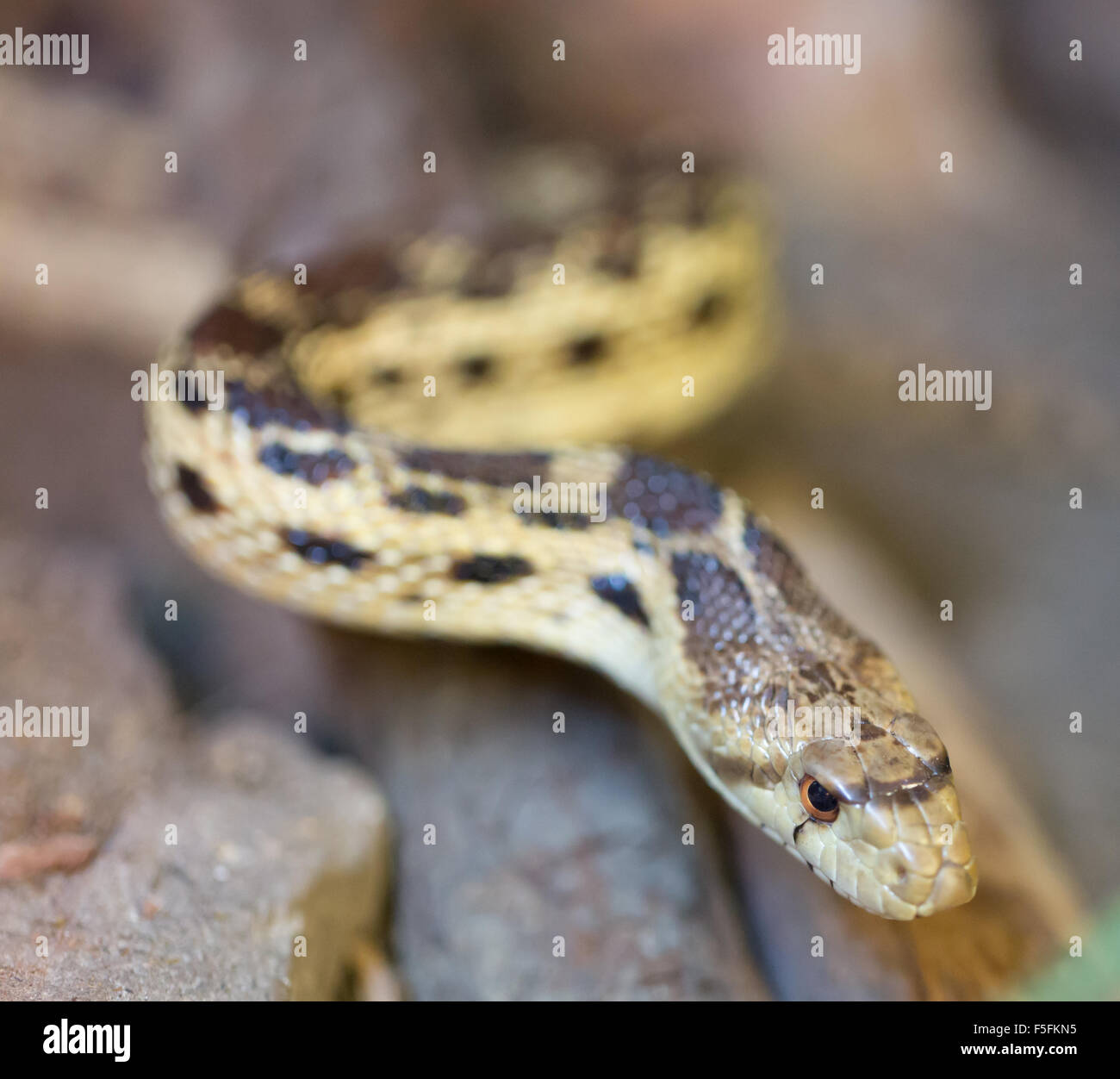 Pacific Gopher Snake (Pituophis Catenifer Catenifer) Stockfoto