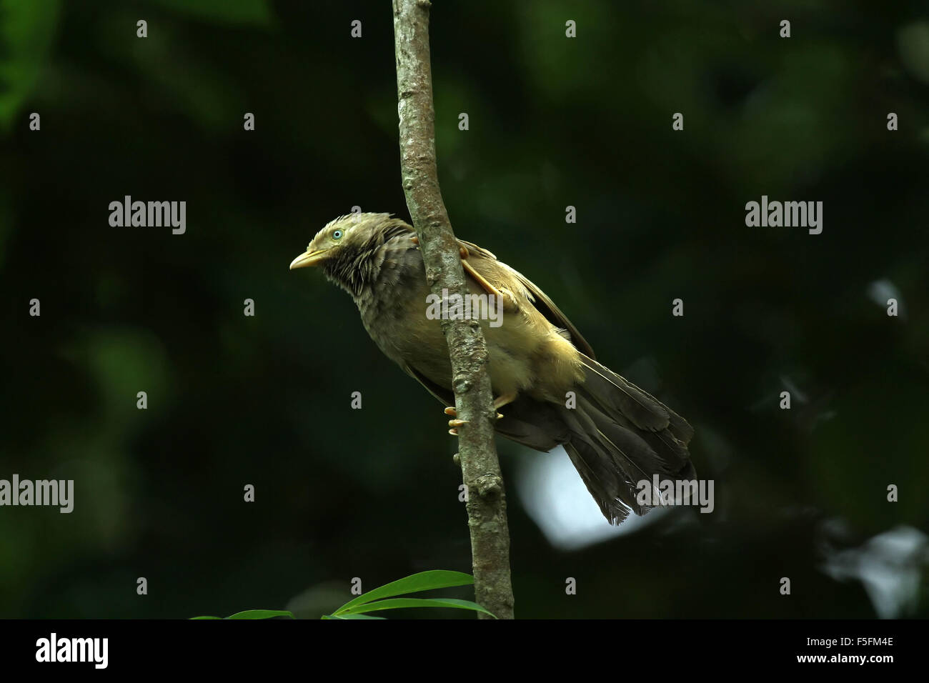 Die Dschungel-Schwätzer (Turdoides Striata) ist ein Mitglied der Leiothrichidae Familie gefunden auf dem indischen Subkontinent. Stockfoto