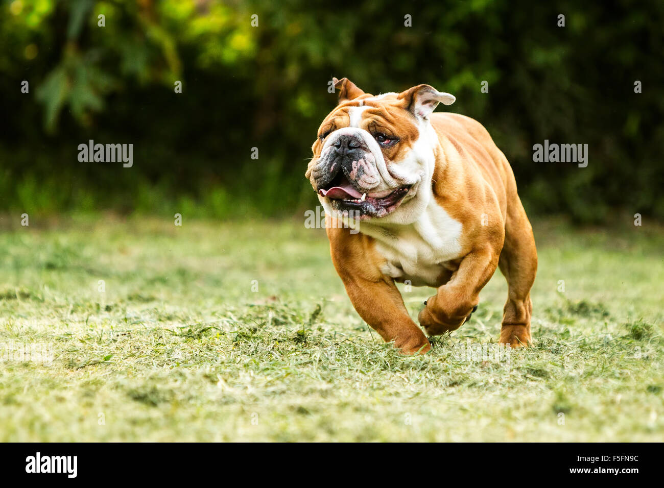Erwachsene männliche Reinrassige englische Bulldogge Run auf die Kamera zu niedrigen Winkel Stockfoto