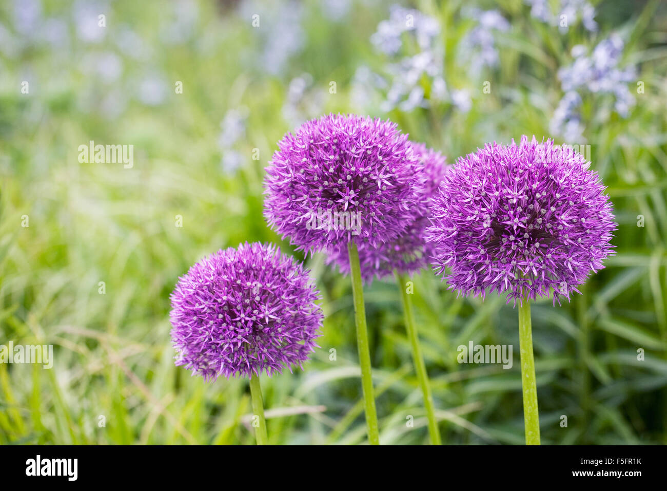 Allium "Pinball Wizard" einen englischen Garten wachsen. Stockfoto