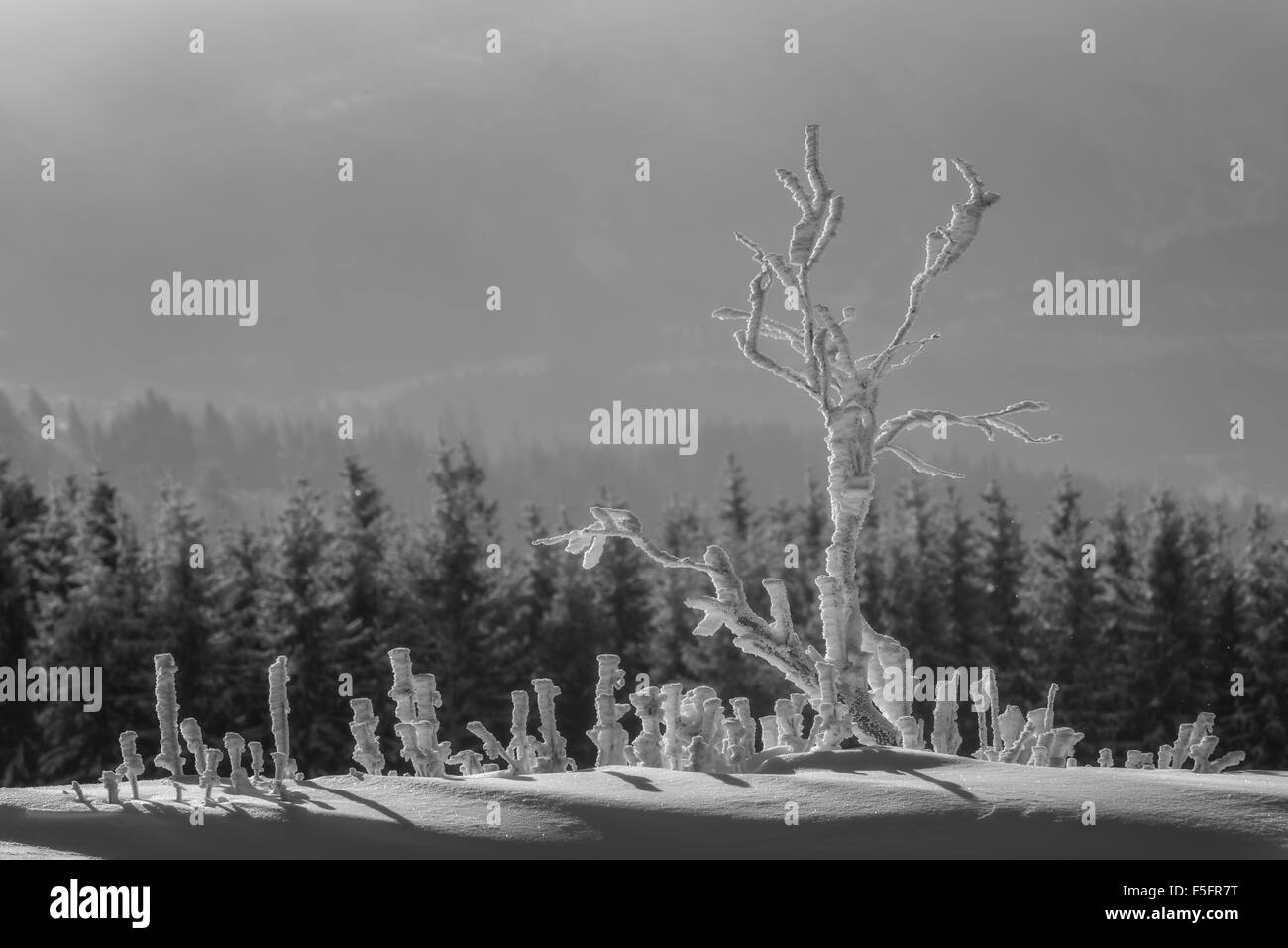 Traumhafte Winterlandschaft mit schneebedeckten Bäumen. Karpaten, Ukraine, Europa. Stockfoto